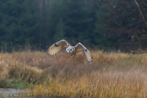 One Siberian Eagle Owl (Bubo bubo sibiricus) flying over tall reed grass lakeshore on an autumnal