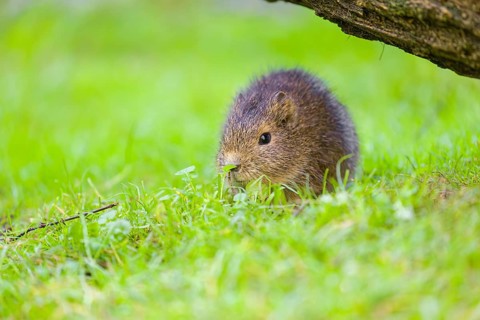 A young Brazilian guinea pig (Cavia aperea) grazes on a green meadow
