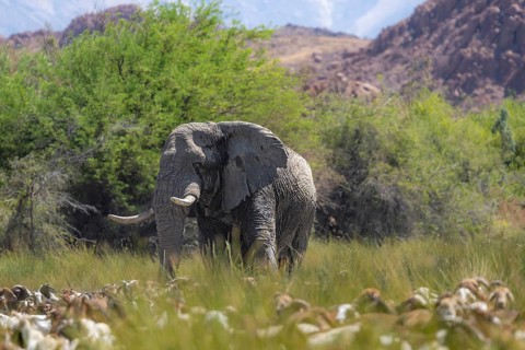African elephant (Loxodonta africana), in the green Ugab river valley, desert elephant and herd of