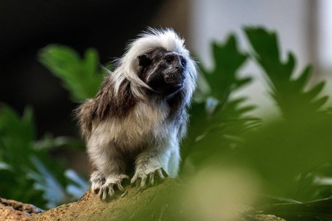 Liszt monkey (Saguinus oedipus), captive, Baden-Württemberg, Germany, Europe