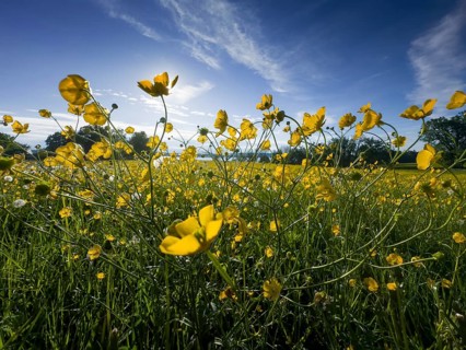Flower meadow, buttercup, buttercup (Ranunculus acris), behind Lake Starnberg, Bavaria, Germany,