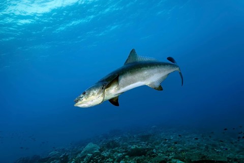 Kobia or officer's perch (Rachycentrum canadum), adult, seeks proximity to reef manta ray (Mobula