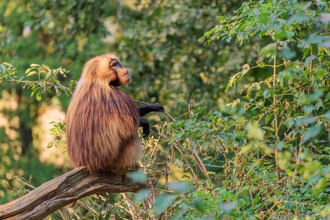 A male Gelada (Theropithecus gelada), or bleeding-heart monkey sits in beautiful light on a tree