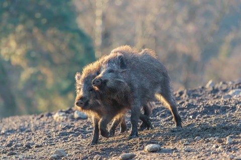 Two young wild boars (Sus scrofa) play fighting and dominance on a frozen field on a sunny day. A