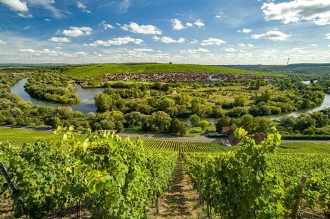 Vineyard at the Volkacher Mainschleife, Volkach, Lower Franconia, Bavaria, Germany, Europe