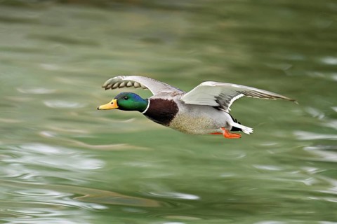 Mallard (Anas platyrhynchos), drake in flight, Switzerland, Europe