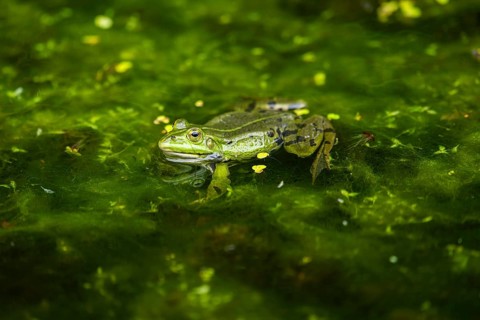 Edible frog (Pelophylax esculentus) in a little lake in the water, Bavaria, Germany, Europe