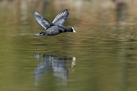 Eurasian Coot (Fulica atra), adult bird flying over the water, Flachsee, Canton Aargau,