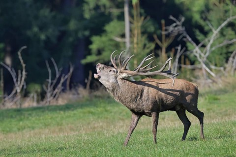 Red deer (Cervus elaphus) during the rutting season, a large stag roaring in a forest clearing,