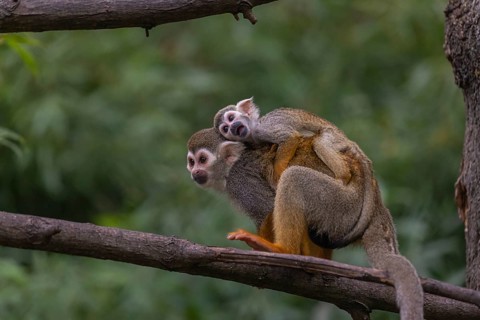 One female Central American squirrel monkey, Saimiri oerstedii, carrying her baby. Green vegetation