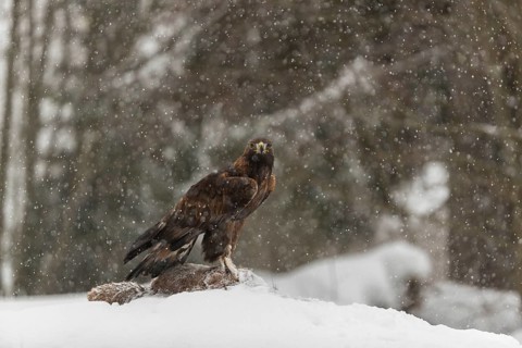 One golden eagle (Aquila chrysaetos) sitting on a carcass of a red fox on a snowy meadow during