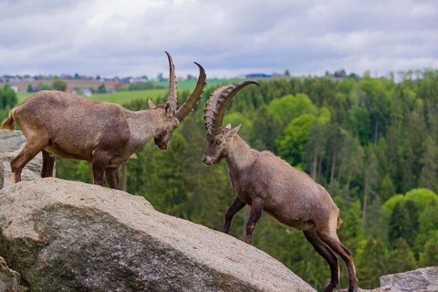 Two young male ibex (Capra ibex) playfight on rocks