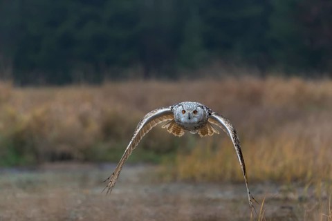 One Siberian Eagle Owl (Bubo bubo sibiricus) flying over tall reed grass lakeshore on an autumnal