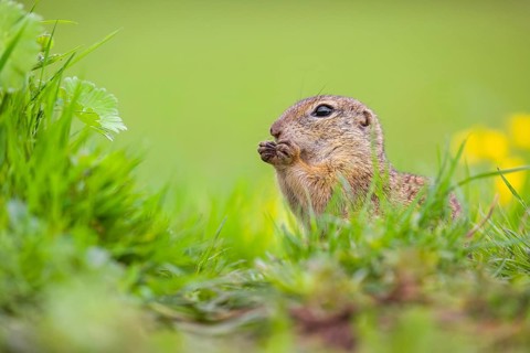 An adult European ground squirrel (Spermophilus citellus) or European souslik sits in green gras