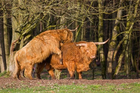 A Highland Cow (Bos (primigenius) in heat mounts a bull