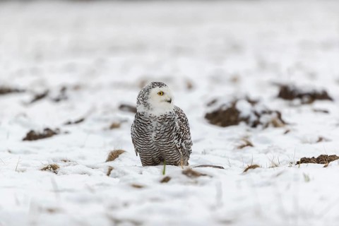 One snowy owl, Bubo scandiacus, Bubo scandiaca, Nyctea scandiaca sitting on a snowy meadow