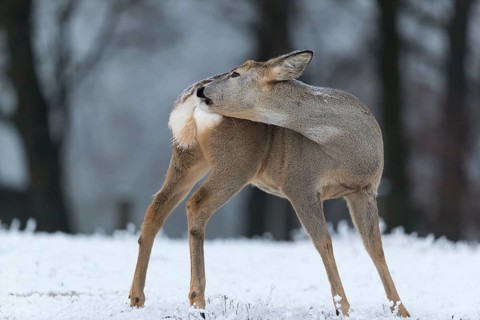 Roe deer standing in hoar frosted dead stinging nettle at minus 15 °C. Trees in background.