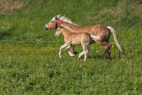 Haflinger horse, mare with foal running over a green meadow. Hafling village, South Tyrol