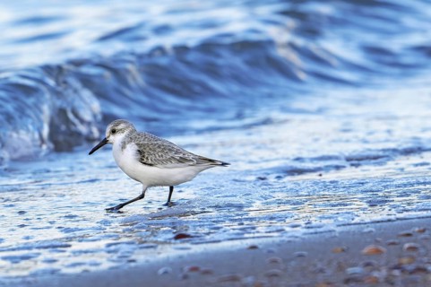 Sanderling (Calidris alba) in non-breeding plumage foraging in shallow water on sandy beach along