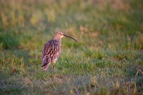 Eurasian curlew (Numenius arquata), Ochsenmoor, Dümmer, Lemförde, Lower Saxony, Germany, Europe