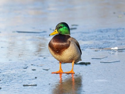 Mallard (Anas platyrhynchos), adult male, standing on a frozen lake with frozen droplets on its