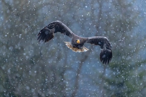 One young Steller's sea eagle (Haliaeetus pelagicus) flying over a lake while snow is falling. A
