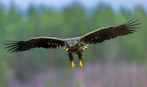 White-tailed eagle, Eurasian sea eagle (Haliaeetus albicilla) juvenile landing with spread wings in