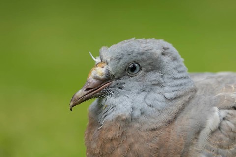 Wood pigeon (Columba palumbus) juvenile baby cobb bird head portrait, England, United Kingdom,