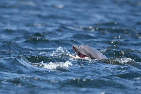Common bottlenose dolphin (Tursiops truncatus) adult marine mammal eating a salmon fish on the
