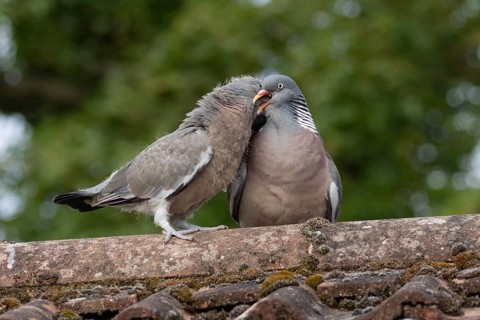 Wood pigeon (Columba palumbus) juvenile baby cobb bird being fed by an adult bird on an urban house