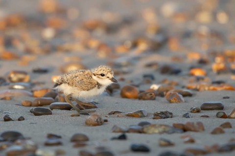 Ringed plover (Charadrius hiaticula) juvenile baby chick wading bird on a beach in summer, England,
