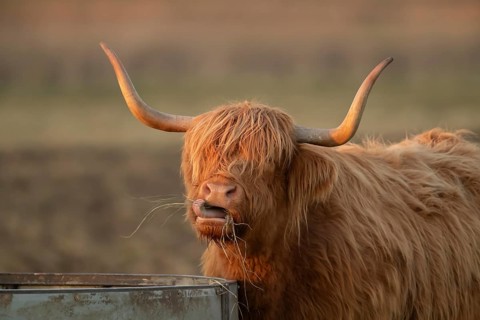 Highland cattle or cow (Bos taurus taurus) adult farm animal eating hay from a trough, England,