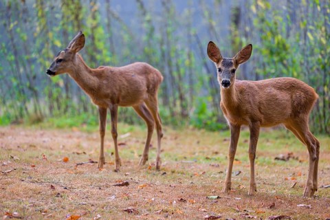 Two roe deer fawns (Capreolus capreolus) cross a meadow