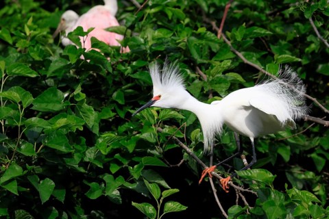 Great Egret (Egretta thula), adult, in breeding plumage, during breeding season, on tree, St.