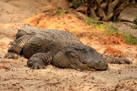 Mississippi Alligator (Alligator mississippiensis), pike alligator, adult, lying, resting,