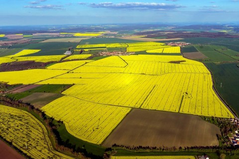 Rapeseed fields, Thuringian basin, aerial view, agriculture, rapeseed, Thuringia, Germany, Europe