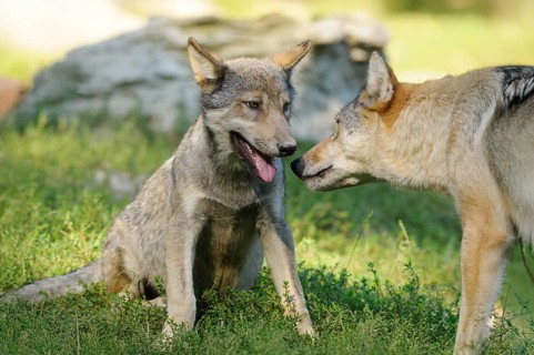 Two wolves, a pup and a mother, in a social interaction on green grass, Timberwolf (Canis lupus
