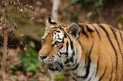 Close-up of a tiger with an attentive gaze in the wild, Siberian tiger (Panthera tigris altaica),