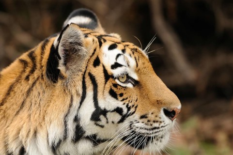 Close-up of a tiger profile with focussed gaze, Siberian tiger (Panthera tigris altaica), captive,