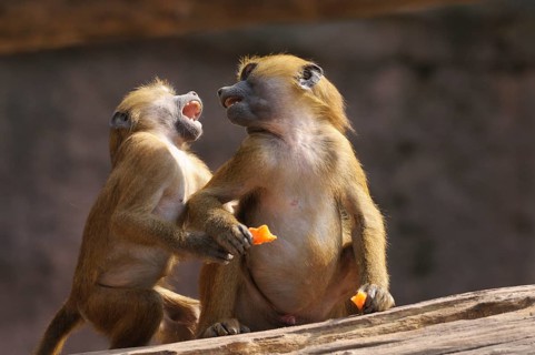 Two baboons interact lively and seem to communicate, Guinea baboon (Papio papio), captive, Germany,