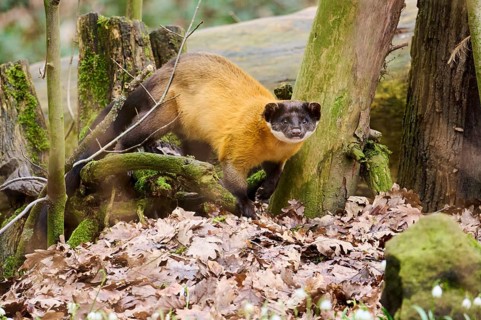 Yellow-throated marten (Martes flavigula) on the ground, Germany, Europe