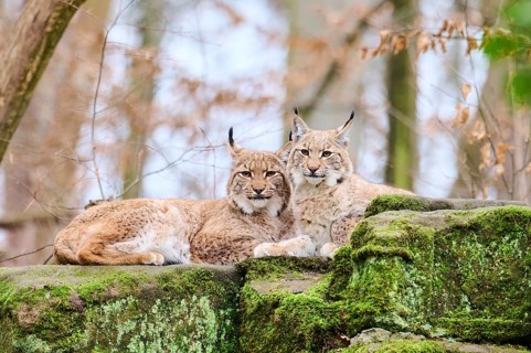 Eurasian lynx (Lynx lynx) mother with her youngster lying on a rock, Bavaria, Germany, Europe