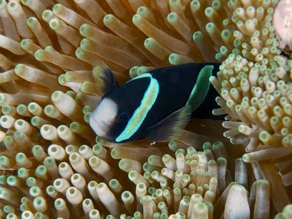 A Clark's anemonefish (Amphiprion clarkii) melanistic hiding in a sea anemone in the reef, dive