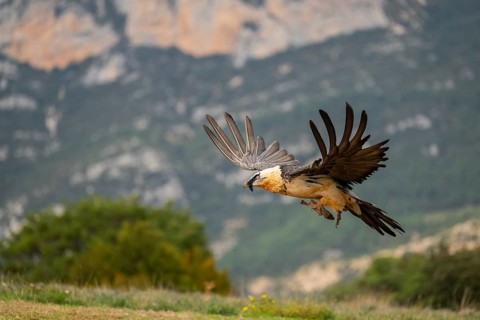 Bearded Vulture (Gypaetus barbatus) adult bird in flight with mountains in the backround, Pyrenees,