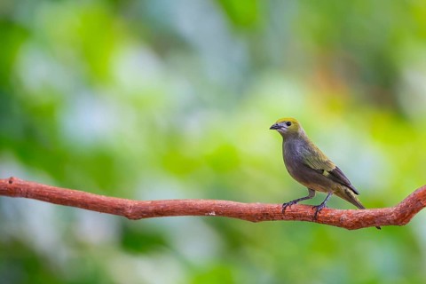 Summer cardinal (Piranga rubra), tanager (Thraupidae), Alajuela, Costa Rica, Central America