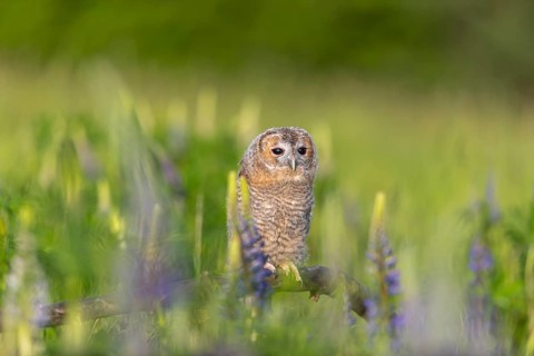 One young Ural owl (Strix uralensis) sitting on a branch lying in a field of flowering lupines in