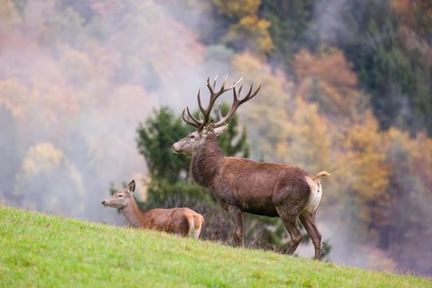 A red deer stag (Cervus elaphus) and a hind are standing in a meadow in hilly terrain. A forest