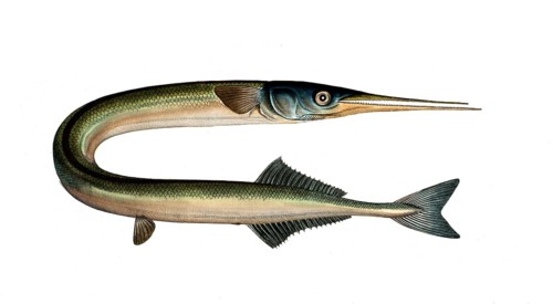 Fish, Fish, Genus of pike, Esox Belone, Belone belone, Common garfish, Short-beaked garfish,