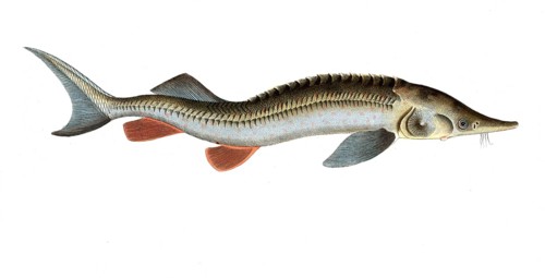 Fish, fish, fish genus from the sturgeon family, Acipenser ruthenus, the sterlet, the