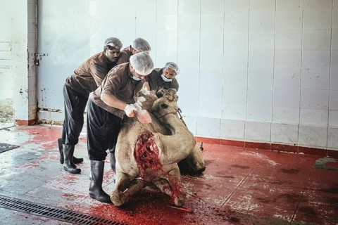 Camel slaughter (halal), Salalah slaughterhouse, Dhofar, Oman, Asia